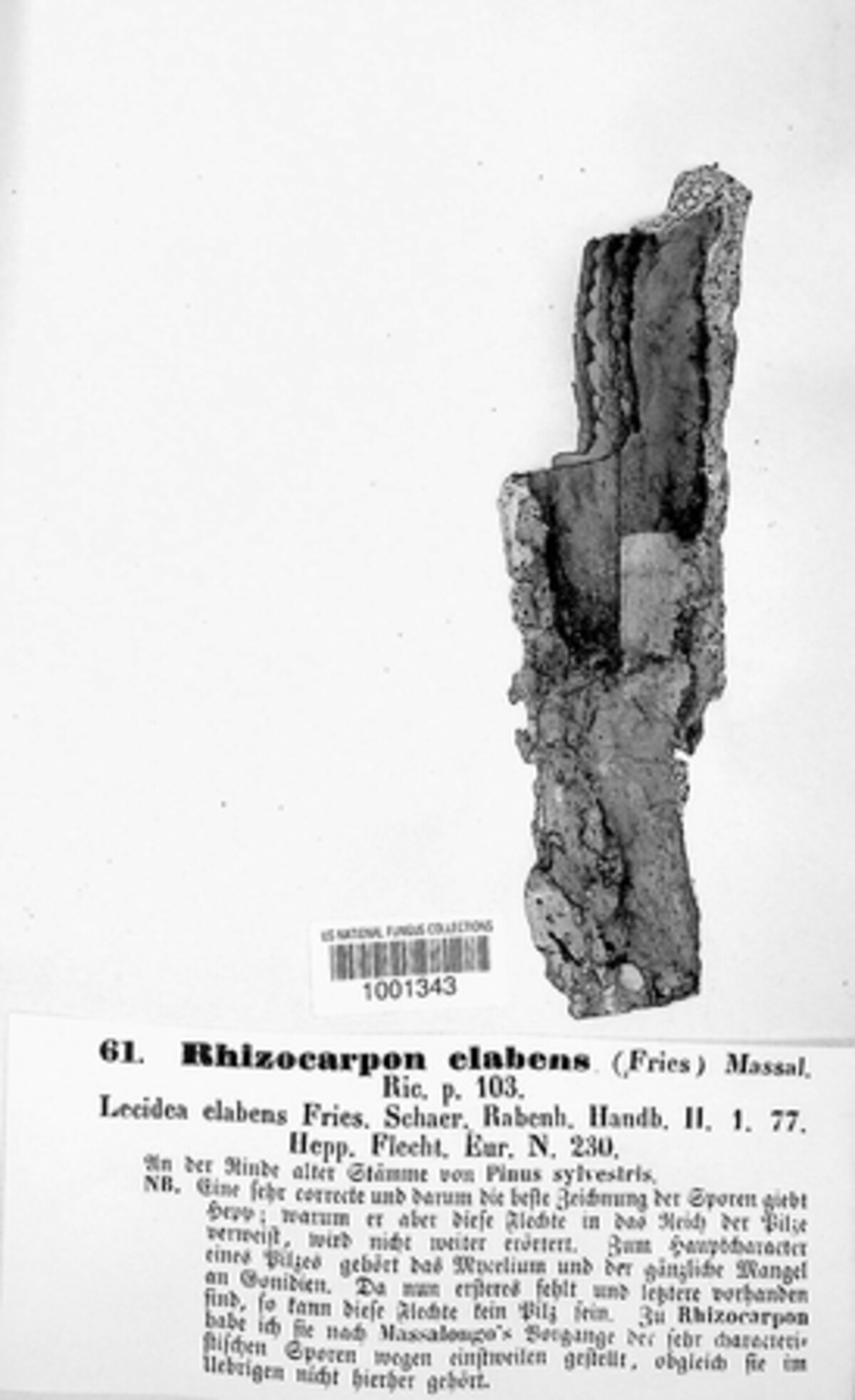 Mycoporum elabens image